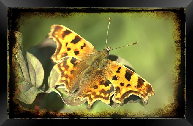 Comma Butterfly Framed Print by John Boekee