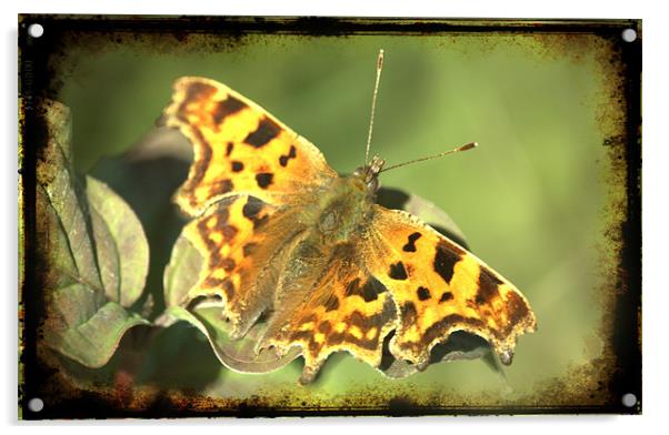 Comma Butterfly Acrylic by John Boekee