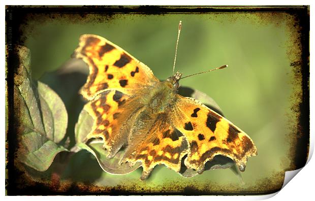 Comma Butterfly Print by John Boekee