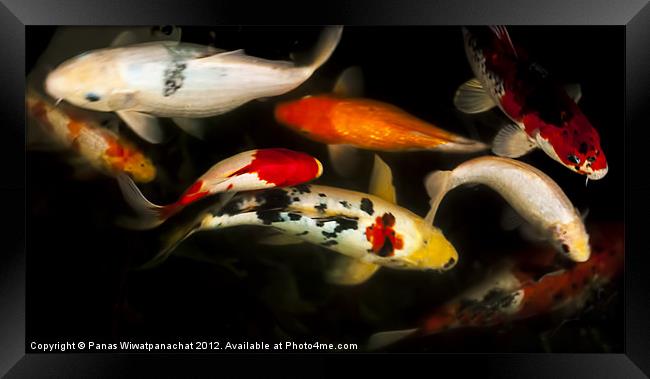Koi Fish Framed Print by Panas Wiwatpanachat
