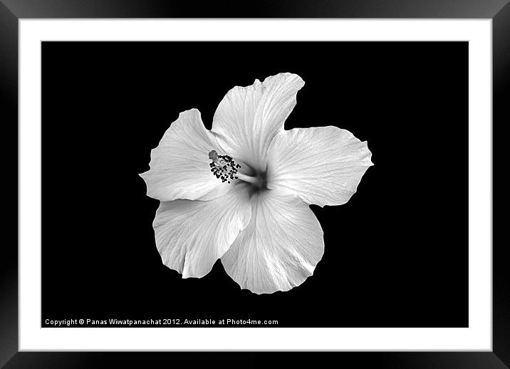 Hibiscus Framed Mounted Print by Panas Wiwatpanachat