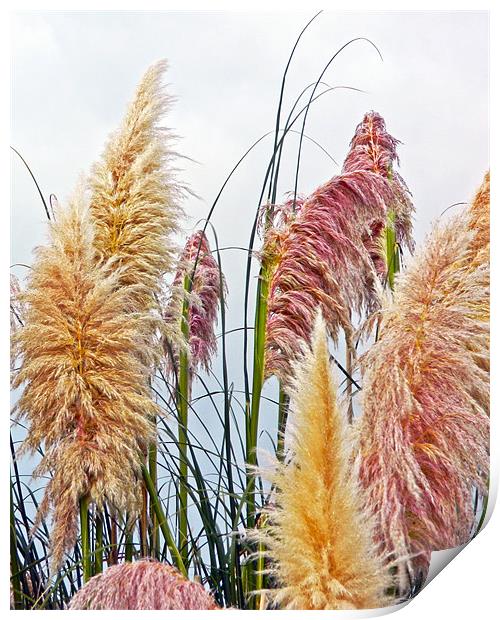 Pampas Print by Sharon Lisa Clarke