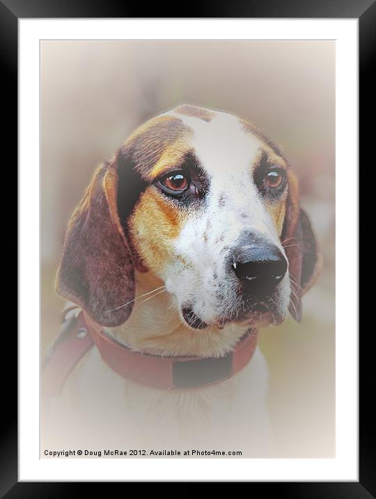 Hound dog Framed Mounted Print by Doug McRae