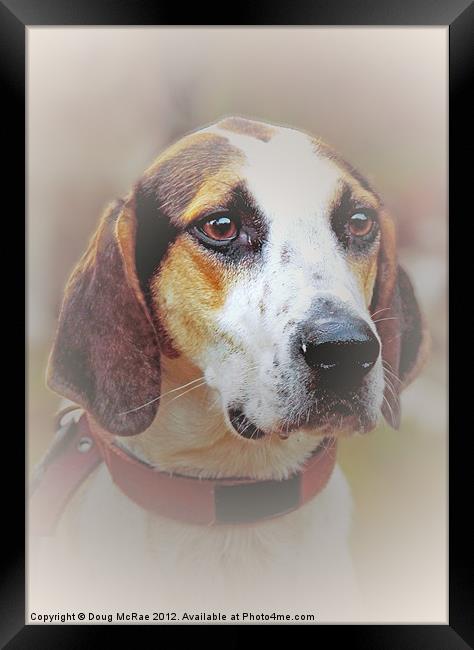 Hound dog Framed Print by Doug McRae