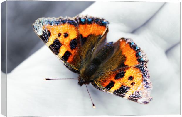 Butterfly Canvas Print by Sophie Pedley