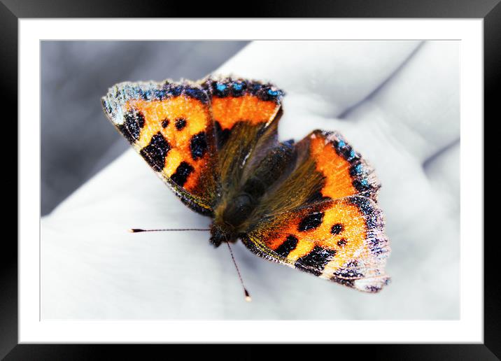 Butterfly Framed Mounted Print by Sophie Pedley