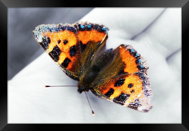 Butterfly Framed Print by Sophie Pedley
