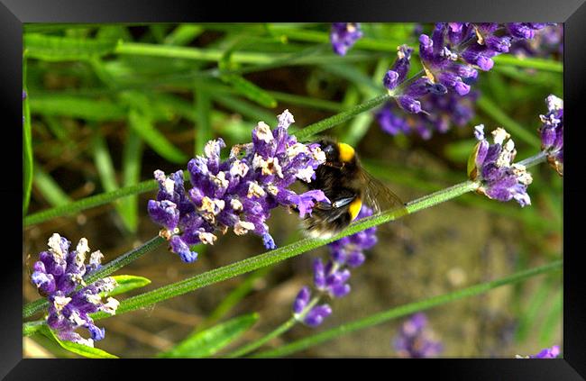 Bee on lavender Framed Print by John Boekee