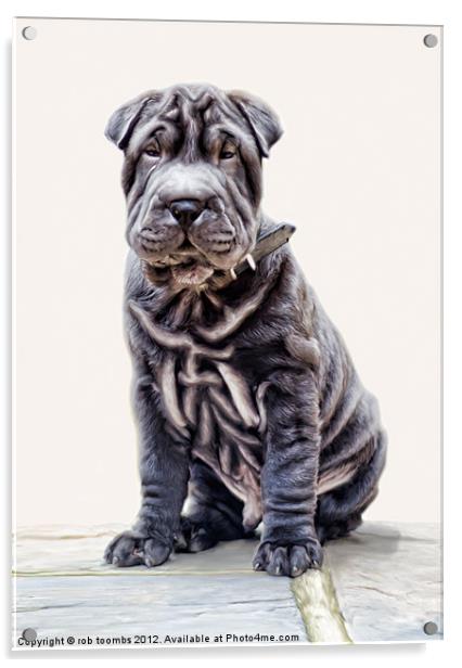 LITTLE SHAR PEI Acrylic by Rob Toombs