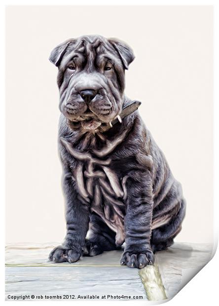 LITTLE SHAR PEI Print by Rob Toombs