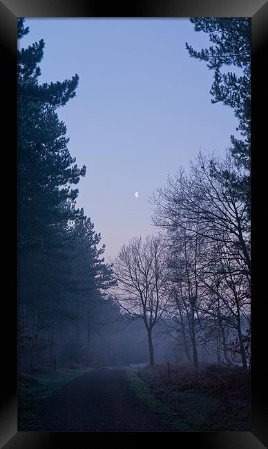 Dawn at Haw Park Wood Framed Print by Dave Evans