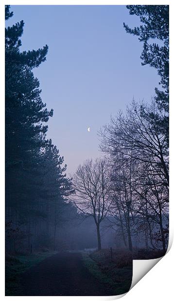 Dawn at Haw Park Wood Print by Dave Evans