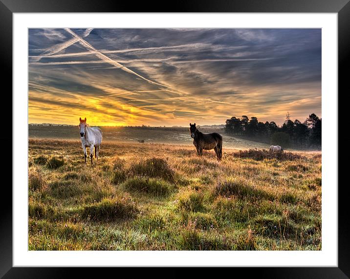 Early Morning Horses Framed Mounted Print by Jennie Franklin