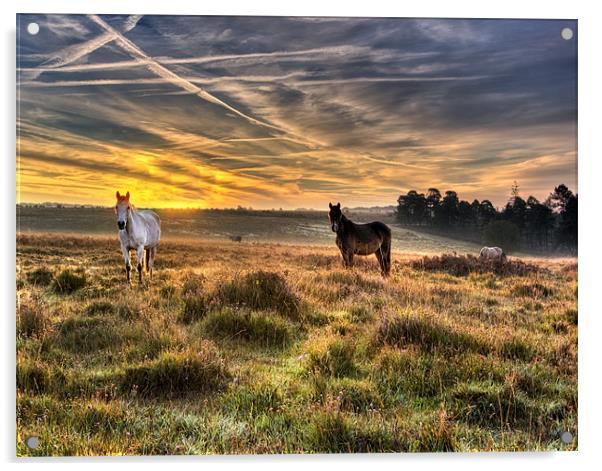 Early Morning Horses Acrylic by Jennie Franklin