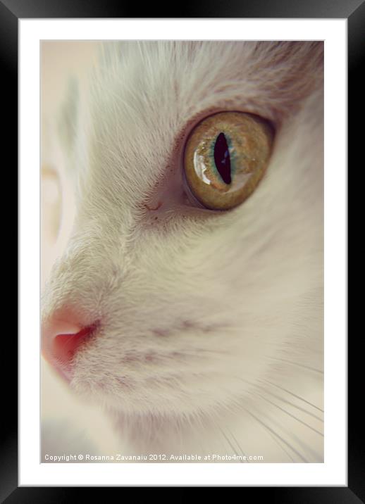 Cat Portrait. Framed Mounted Print by Rosanna Zavanaiu