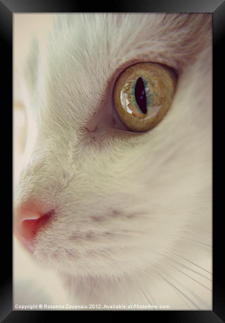 Cat Portrait. Framed Print by Rosanna Zavanaiu