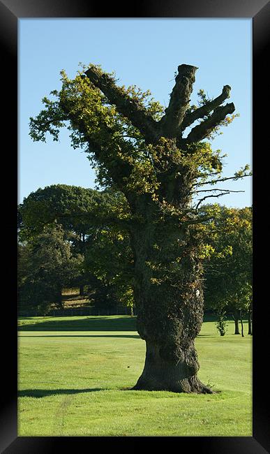 Oak Tree Framed Print by Philip Needham