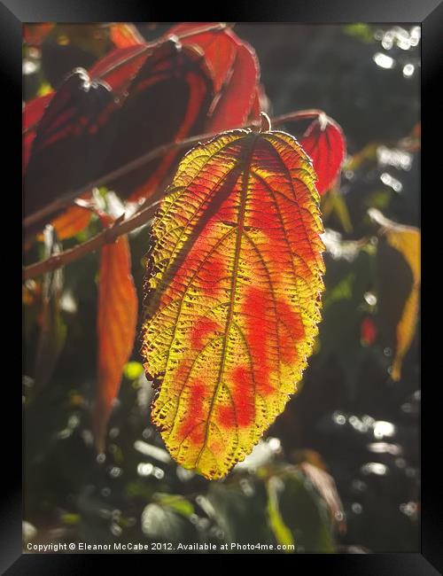 Autumn Flame! Framed Print by Eleanor McCabe