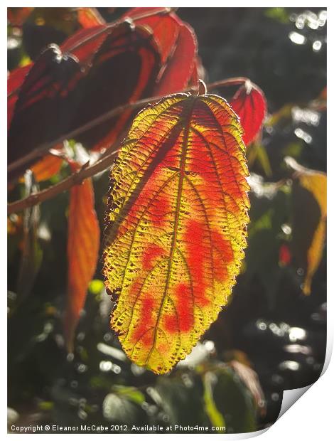 Autumn Flame! Print by Eleanor McCabe