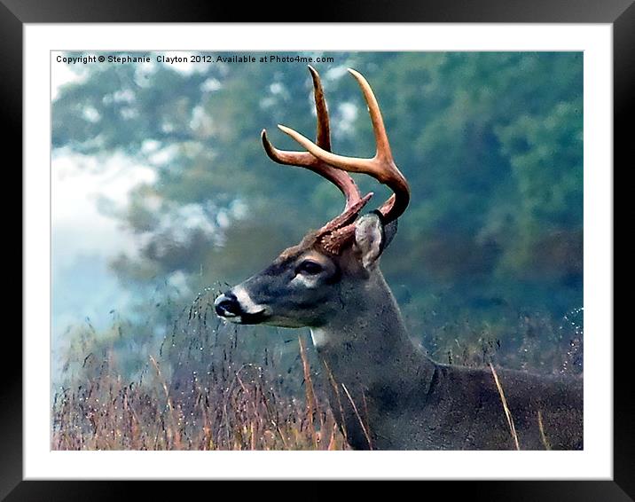 White Tail Buck Framed Mounted Print by Stephanie Clayton