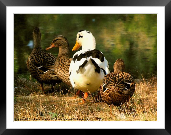 The Ugly Duckling Framed Mounted Print by Stephanie Clayton