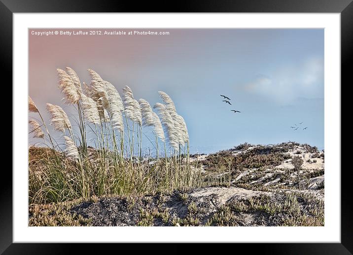 Pampas Grass on Coronado Island Framed Mounted Print by Betty LaRue
