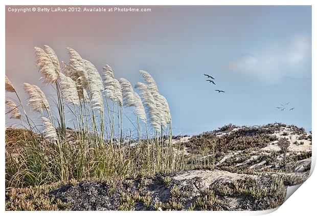 Pampas Grass on Coronado Island Print by Betty LaRue