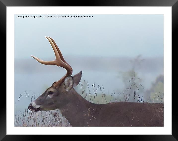 Smokey Mountain Deer Framed Mounted Print by Stephanie Clayton