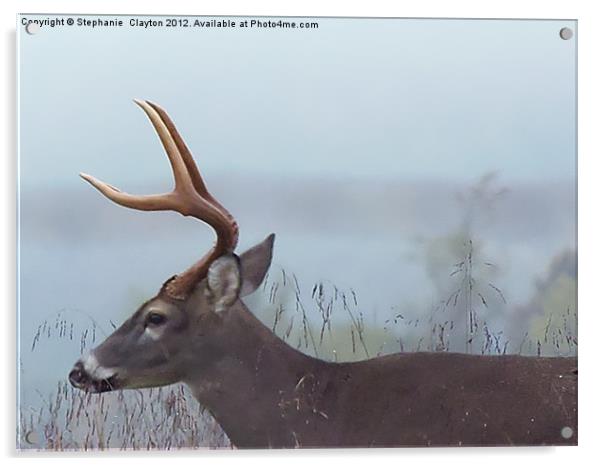 Smokey Mountain Deer Acrylic by Stephanie Clayton
