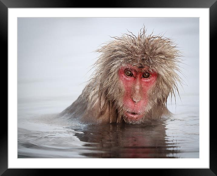 Curley (Japanese Macaque) Framed Mounted Print by Keith Naylor