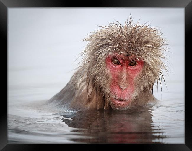 Curley (Japanese Macaque) Framed Print by Keith Naylor