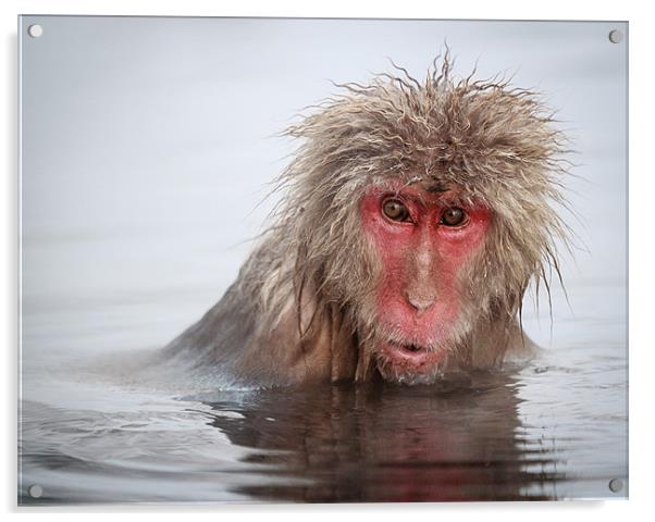 Curley (Japanese Macaque) Acrylic by Keith Naylor