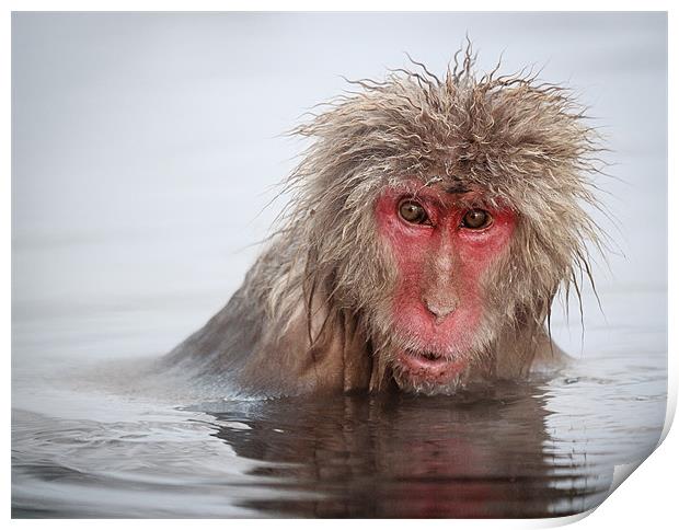 Curley (Japanese Macaque) Print by Keith Naylor