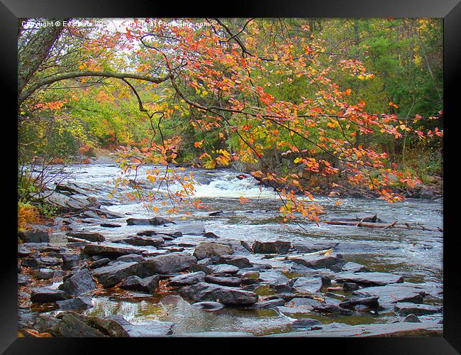 Canadian Fall Framed Print by Eva Kato