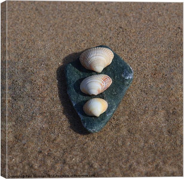 Stone and shells Canvas Print by P H