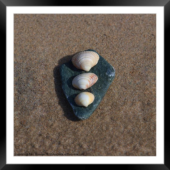 Stone and shells Framed Mounted Print by P H