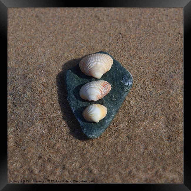 Stone and shells Framed Print by P H