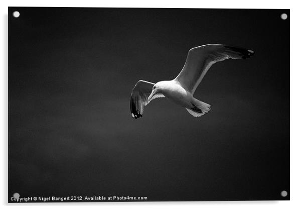 Gull Acrylic by Nigel Bangert