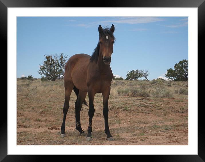 A horse in the desert Framed Mounted Print by Melody Chernenko