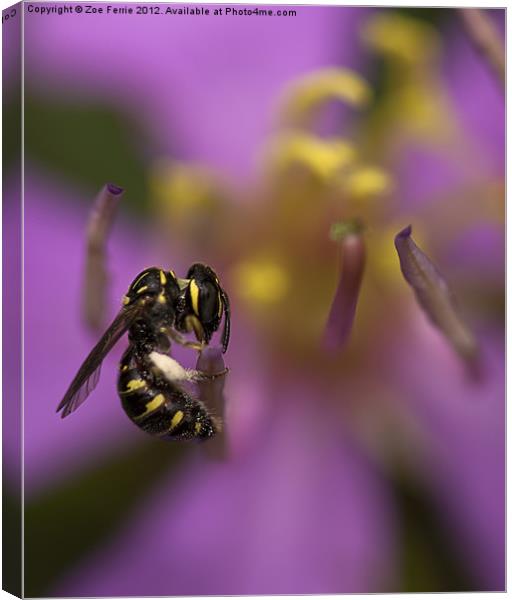 Yellow-faced Bee Canvas Print by Zoe Ferrie
