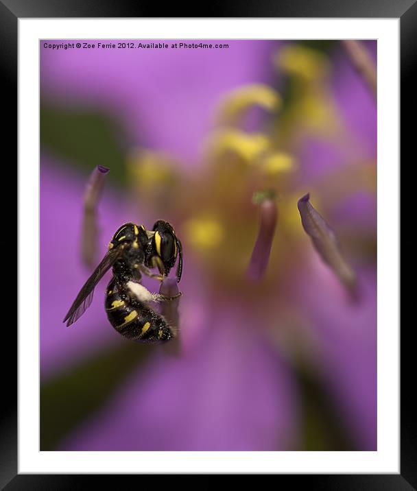 Yellow-faced Bee Framed Mounted Print by Zoe Ferrie