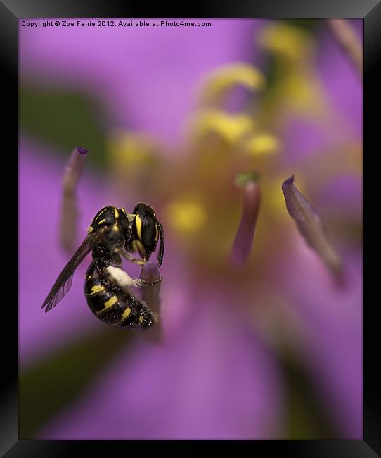 Yellow-faced Bee Framed Print by Zoe Ferrie