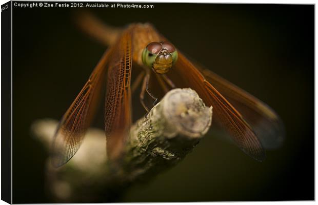 Macro photograph of a Dragonfly on a Twig Canvas Print by Zoe Ferrie