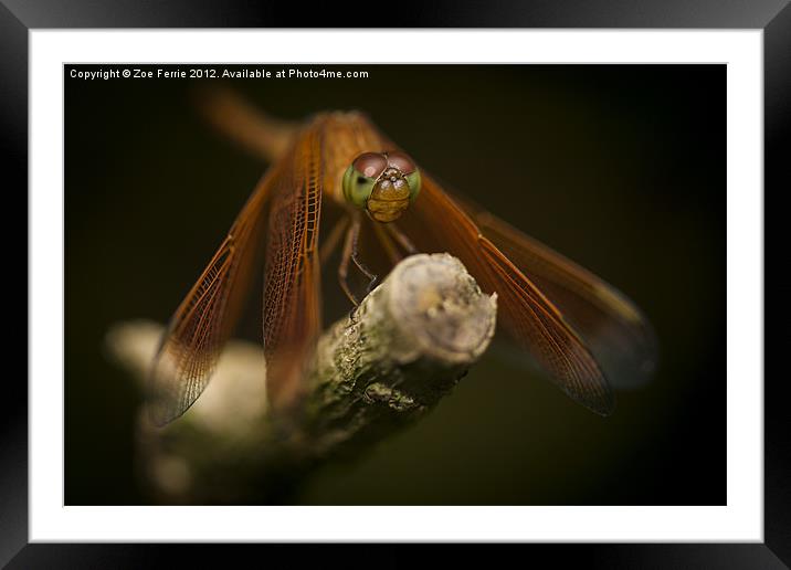 Macro photograph of a Dragonfly on a Twig Framed Mounted Print by Zoe Ferrie