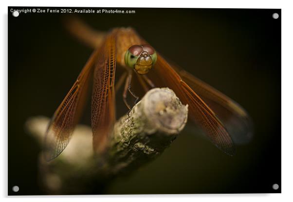 Macro photograph of a Dragonfly on a Twig Acrylic by Zoe Ferrie