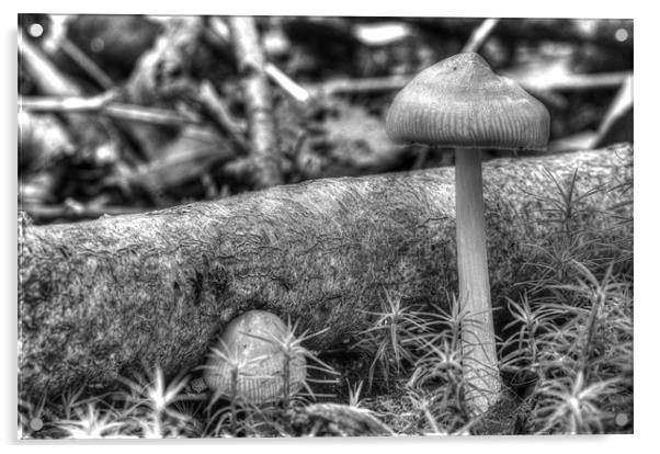 Black and White Mushroom Acrylic by Oliver Porter