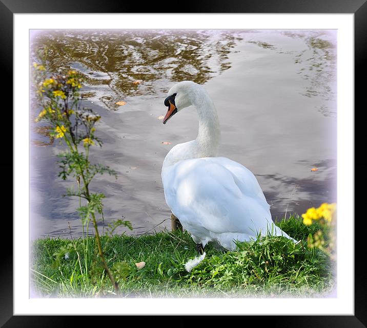 beauty Framed Mounted Print by sue davies