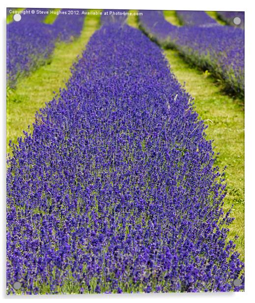 Mayfield Lavender Fields Acrylic by Steve Hughes