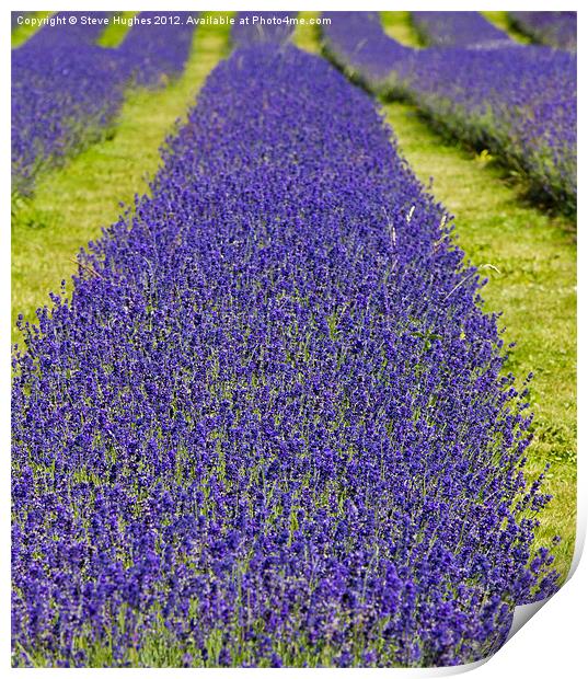 Mayfield Lavender Fields Print by Steve Hughes