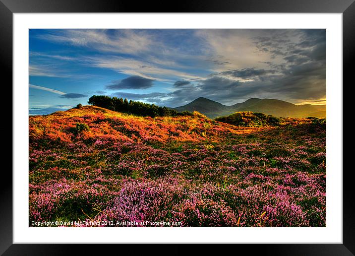 Blooming heather in the Mournes Framed Mounted Print by David McFarland